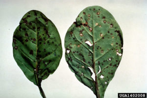 Anthracnose