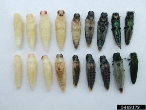 Emerald Ash Borer