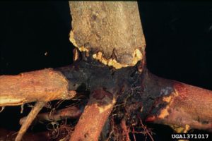 Root and Crown Rot in Trees