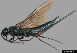 Sirex Woodwasp