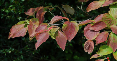 Common Tree Diseases Common Tree Diseases