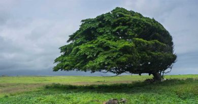 Hurricane Season: Look Up Before the Storm Hurricane Season: Look Up Before the Storm