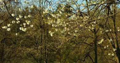 The Benefits of Trees The Benefits of Trees