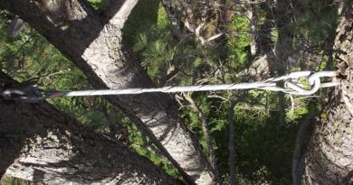 Cabling and Bracing Trees for Storm Season Cabling and Bracing Trees for Storm Season