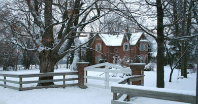 Common Pests That Plague Your Trees in the Winter Common Pests That Plague Your Trees in the Winter