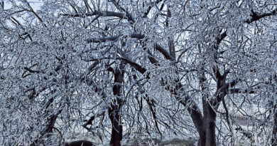Plant Ice Resistant Trees Plant Ice Resistant Trees