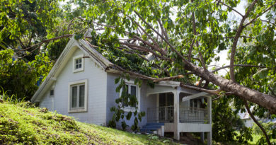 Before You Cut Your Neighbor’s Tree Before You Cut Your Neighbor’s Tree