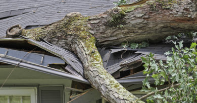 Tree care accidents: When are homeowners liable? oak accident