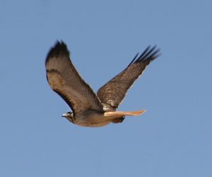 Flying red-tailed hawk