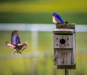 Birds at a birdhouse